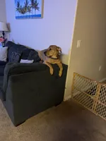 Capone , a male German Shepherd Dog and Labrador Retriever for sale in Murrieta, CA – Photo 4 of 9