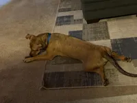 Capone , a male German Shepherd Dog and Labrador Retriever for sale in Murrieta, CA – Photo 2 of 9