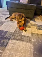 Capone , a male German Shepherd Dog and Labrador Retriever for sale in Murrieta, CA – Photo 7 of 9
