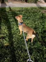 Capone , a male German Shepherd Dog and Labrador Retriever for sale in Murrieta, CA – Photo 6 of 9