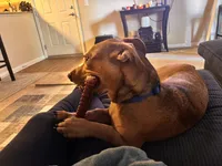 Capone , a male German Shepherd Dog and Labrador Retriever for sale in Murrieta, CA – Photo 5 of 9