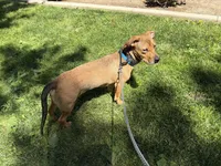 Capone , a male German Shepherd Dog and Labrador Retriever for sale in Murrieta, CA – Photo 8 of 9