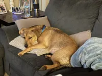 Capone , a male German Shepherd Dog and Labrador Retriever for sale in Murrieta, CA – Photo 3 of 9