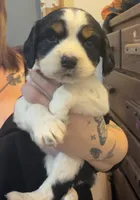 Female 1, a female English Springer Spaniel for sale in Van Horne, IA – Photo 3 of 7