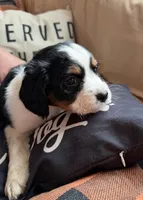 Female 1, a female English Springer Spaniel for sale in Van Horne, IA – Photo 2 of 7