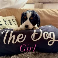 Female 1, a female English Springer Spaniel for sale in Van Horne, IA – Photo 1 of 7