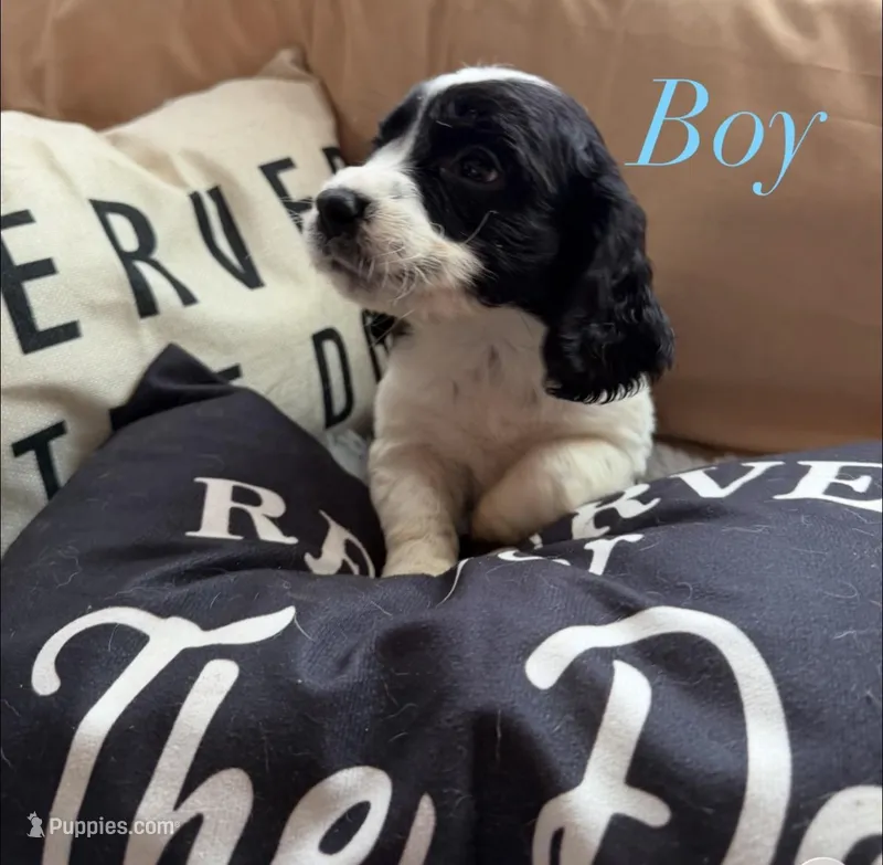 Male 1 – English Springer Spaniel puppy for sale in Van Horne, IA