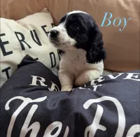 Male 1, a male English Springer Spaniel for sale in Van Horne, IA – Photo 1 of 7