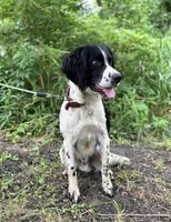 Male 1, a male English Springer Spaniel for sale in Van Horne, IA – Photo 6 of 7