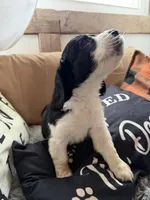 Male 1, a male English Springer Spaniel for sale in Van Horne, IA – Photo 3 of 7