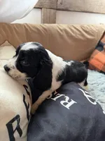 Male 1, a male English Springer Spaniel for sale in Van Horne, IA – Photo 4 of 7