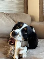 Male 1, a male English Springer Spaniel for sale in Van Horne, IA – Photo 2 of 7