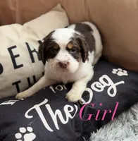 Female 2, a female English Springer Spaniel for sale in Van Horne, IA – Photo 1 of 7