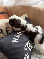 Female 2, a female English Springer Spaniel for sale in Van Horne, IA – Photo 3 of 7