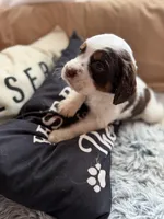 Female 2, a female English Springer Spaniel for sale in Van Horne, IA – Photo 2 of 7