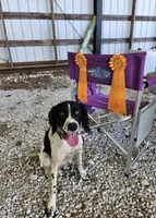 Female 2, a female English Springer Spaniel for sale in Van Horne, IA – Photo 7 of 7