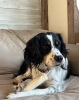 Female 3, a female English Springer Spaniel for sale in Van Horne, IA – Photo 4 of 7