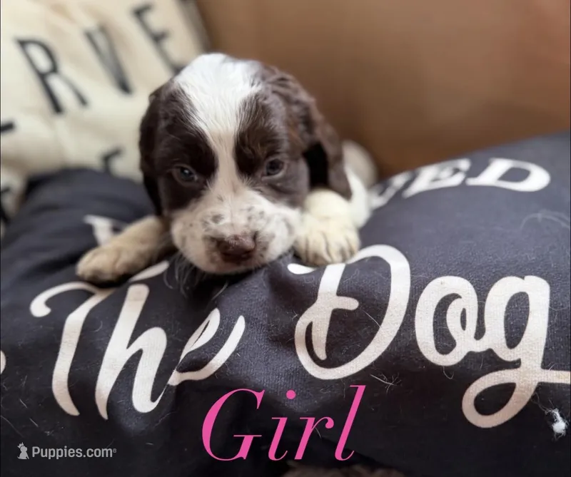 Female 3 – English Springer Spaniel puppy for sale in Van Horne, IA