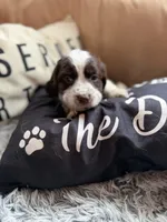 Female 3, a female English Springer Spaniel for sale in Van Horne, IA – Photo 3 of 7