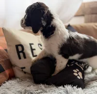Female 3, a female English Springer Spaniel for sale in Van Horne, IA – Photo 2 of 7