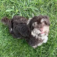 Dash, a male Havanese for sale in Jonestown, PA – Photo 3 of 10