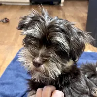 Dash, a male Havanese for sale in Jonestown, PA – Photo 8 of 10