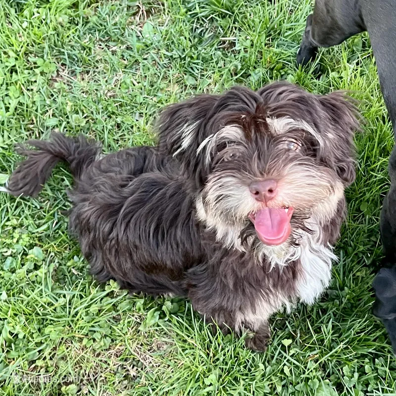 Dash – Havanese puppy for sale in Jonestown, PA