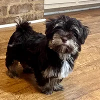 Dash, a male Havanese for sale in Jonestown, PA – Photo 9 of 10