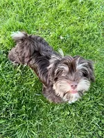 Dash, a male Havanese for sale in Jonestown, PA – Photo 7 of 10