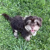 Dash, a male Havanese for sale in Jonestown, PA – Photo 2 of 10