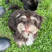 Dash, a male Havanese for sale in Jonestown, PA – Photo 6 of 10