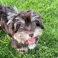 Dash, a male Havanese for sale in Jonestown, PA – Photo 4 of 10