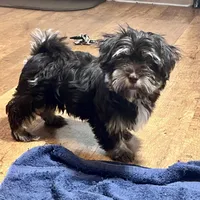 Dash, a male Havanese for sale in Jonestown, PA – Photo 10 of 10