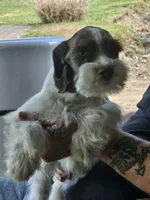 Liver male , a male Miniature Schnauzer for sale in Portsmouth, OH – Photo 1 of 3