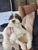 Liver male , a male Miniature Schnauzer for sale in Portsmouth, OH – Photo 3 of 3