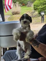 Liver male , a male Miniature Schnauzer for sale in Portsmouth, OH – Photo 2 of 3