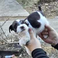 Liver male , a male Miniature Schnauzer for sale in Portsmouth, OH – Photo 1 of 3