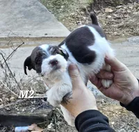 Liver male , a male Miniature Schnauzer for sale in Portsmouth, OH – Photo 1 of 2