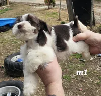 Liver male , a male Miniature Schnauzer for sale in Portsmouth, OH – Photo 3 of 3