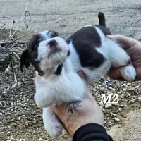 Liver male , a male Miniature Schnauzer for sale in Portsmouth, OH – Photo 2 of 3