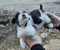 Liver male , a male Miniature Schnauzer for sale in Portsmouth, OH – Photo 2 of 2