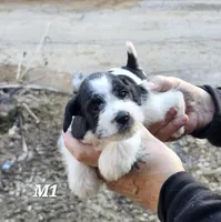 Male 1, a male Miniature Schnauzer for sale in Portsmouth, OH – Photo 2 of 2