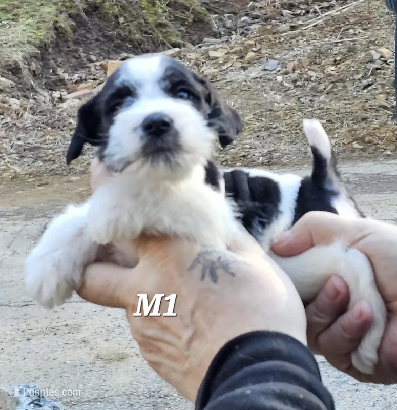 Male 1, a male Miniature Schnauzer for sale in Portsmouth, OH – Photo 1 of 2