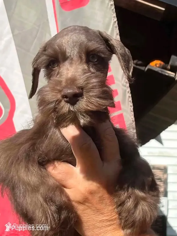 Male 1 – Miniature Schnauzer puppy for sale in Portsmouth, OH