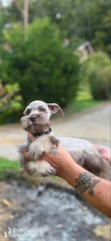 Male 2 – Miniature Schnauzer puppy for sale in Portsmouth, OH
