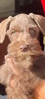 Male 1, a male Miniature Schnauzer for sale in Portsmouth, OH – 2 of 2