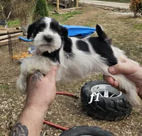 Black and white female 1, a female Miniature Schnauzer for sale in Portsmouth, OH – Photo 3 of 3