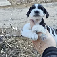 Black and white female 1, a female Miniature Schnauzer for sale in Portsmouth, OH – Photo 2 of 3