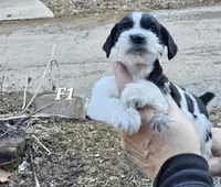 Black and white female 1, a female Miniature Schnauzer for sale in Portsmouth, OH – Photo 2 of 2
