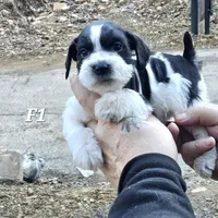 Black and white female 1, a female Miniature Schnauzer for sale in Portsmouth, OH – Photo 1 of 3